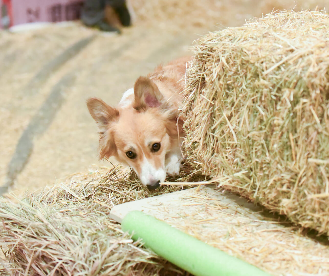 Traveling Gypsy Corgis | Barn Hunt