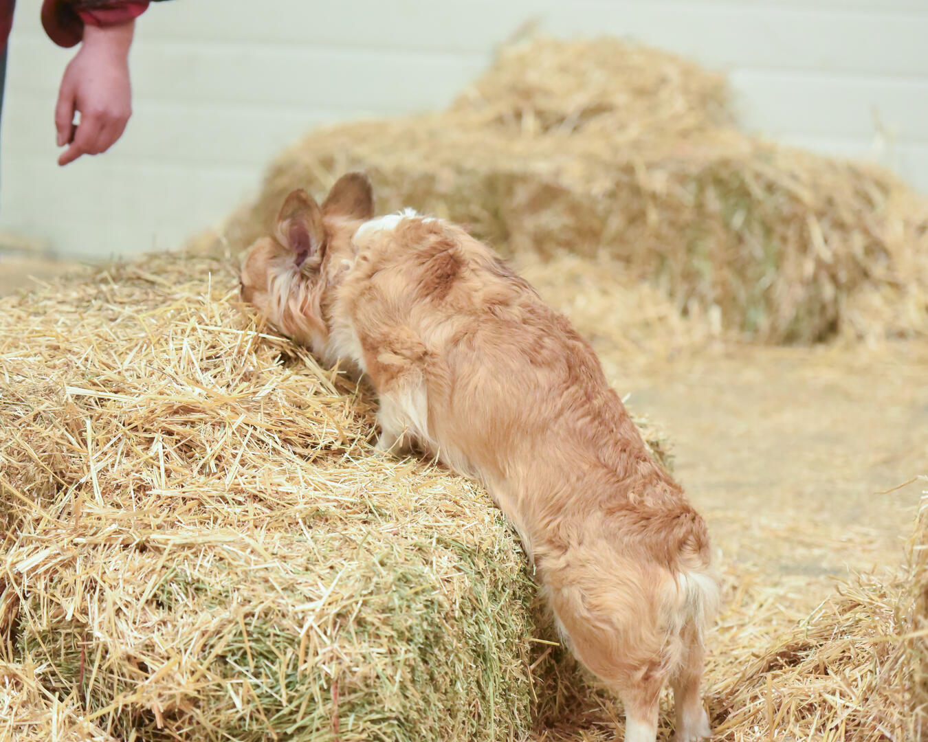 Traveling Gypsy Corgis | Barn Hunt