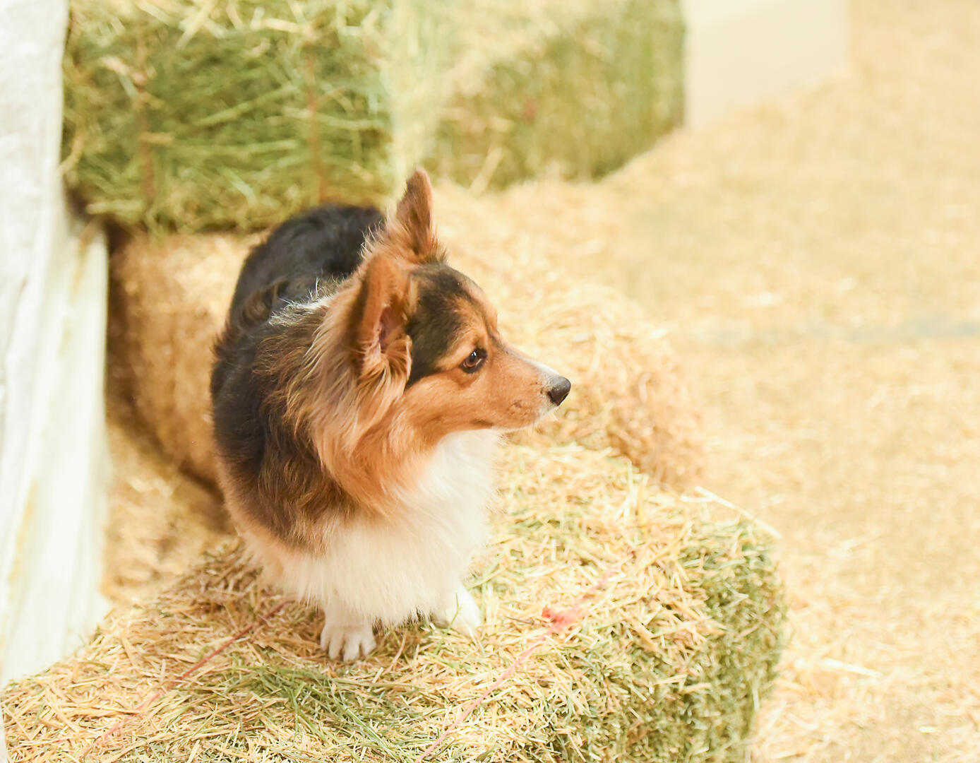 Traveling Gypsy Corgis | Barn Hunt